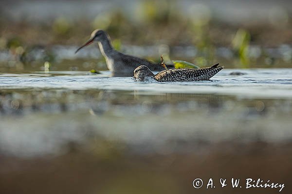 Brodziec śniady, Tringa erythropus