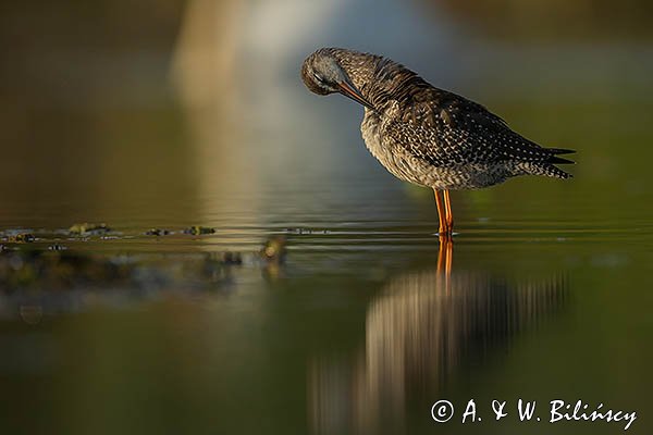 Brodziec śniady, Tringa erythropus