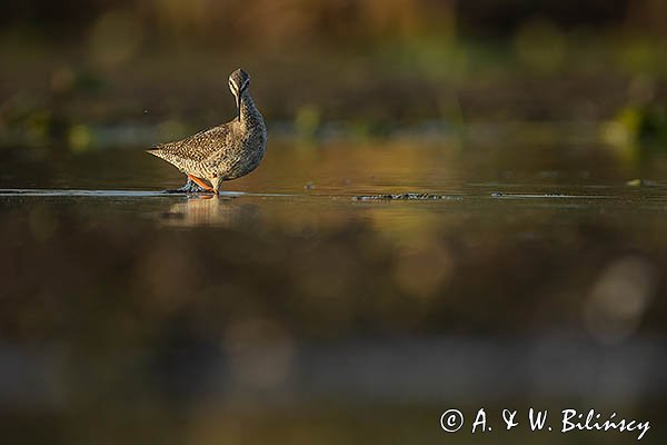 Brodziec śniady, Tringa erythropus