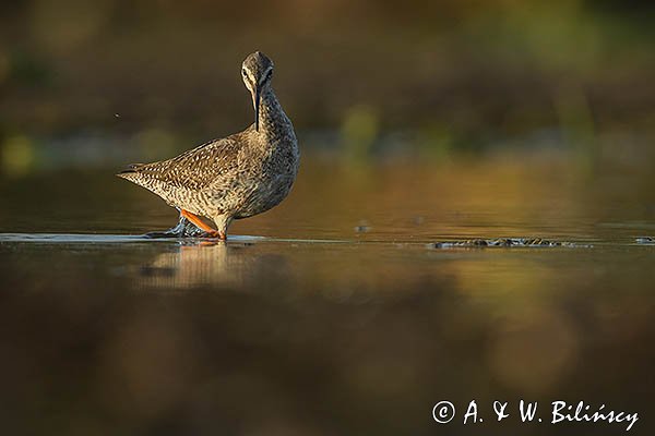 Brodziec śniady, Tringa erythropus