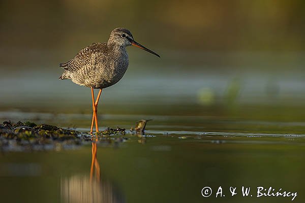 Brodziec śniady, Tringa erythropus