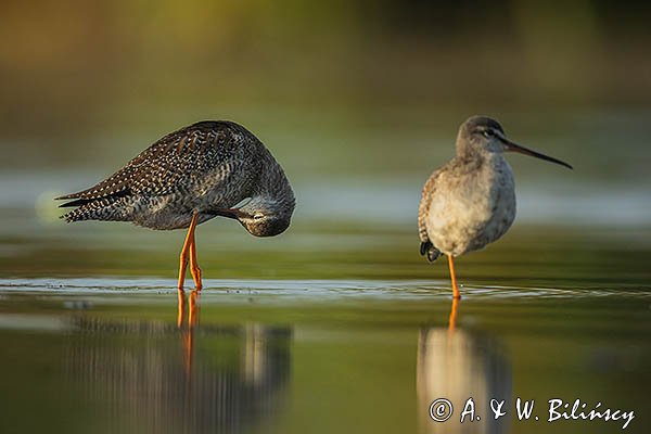 Brodziec śniady, Tringa erythropus