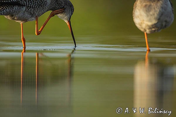 Brodziec śniady, Tringa erythropus