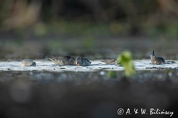 Brodziec śniady, Tringa erythropus