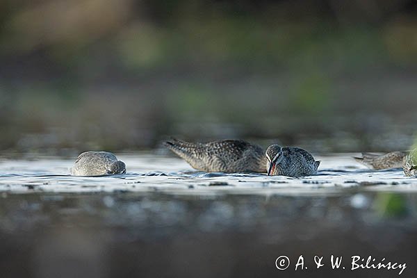 Brodziec śniady, Tringa erythropus