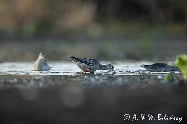 Brodziec śniady, Tringa erythropus