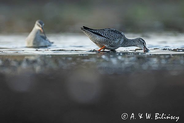 Brodziec śniady, Tringa erythropus