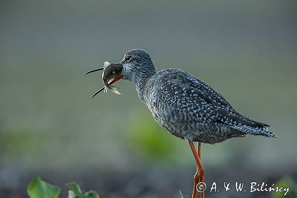 Brodziec śniady, Tringa erythropus, z rybą
