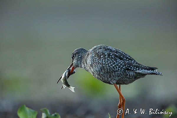 Brodziec śniady, Tringa erythropus, z rybą