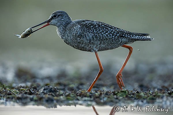 Brodziec śniady, Tringa erythropus, z rybą