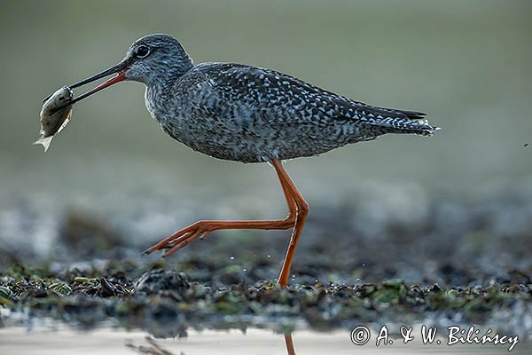 Brodziec śniady, Tringa erythropus, z rybą