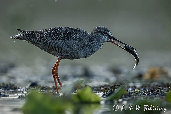 Brodziec śniady, Tringa erythropus, z rybą
