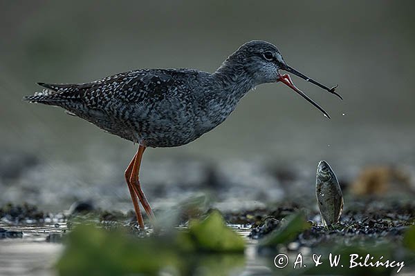 Brodziec śniady, Tringa erythropus, z rybą
