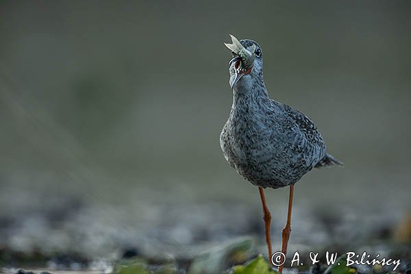 Brodziec śniady, Tringa erythropus, z rybą