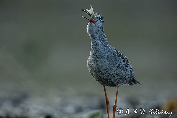 Brodziec śniady, Tringa erythropus, z rybą