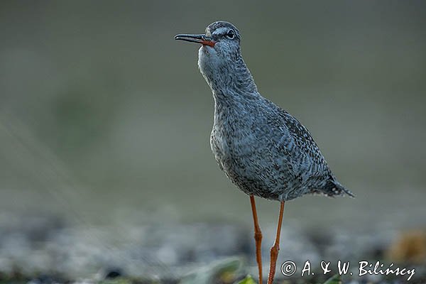 Brodziec śniady, Tringa erythropus, z rybą