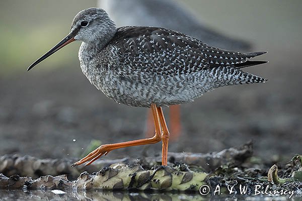 Brodziec śniady, Tringa erythropus