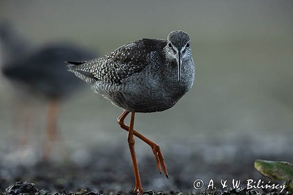 Brodziec śniady, Tringa erythropus