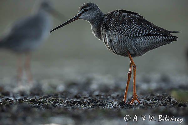 Brodziec śniady, Tringa erythropus