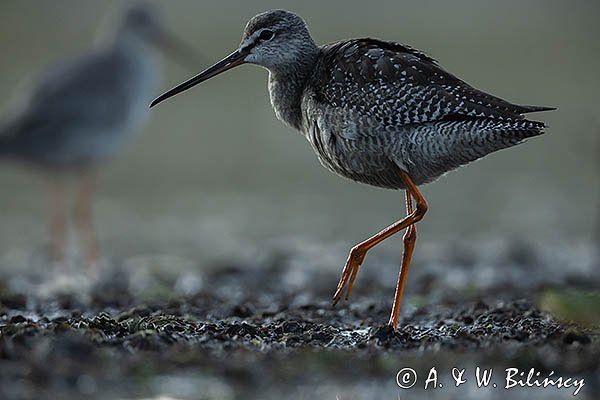 Brodziec śniady, Tringa erythropus