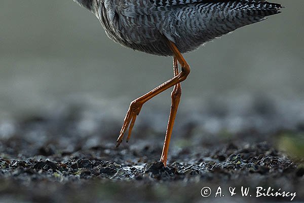 Brodziec śniady, Tringa erythropus