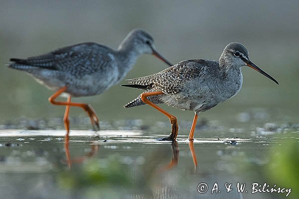 Brodziec śniady, Tringa erythropus