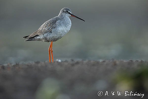 Brodziec śniady, Tringa erythropus