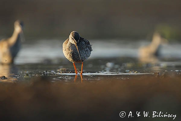 Brodziec śniady, Tringa erythropus