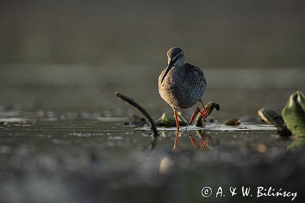 Brodziec śniady, Tringa erythropus