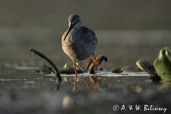 Brodziec śniady, Tringa erythropus