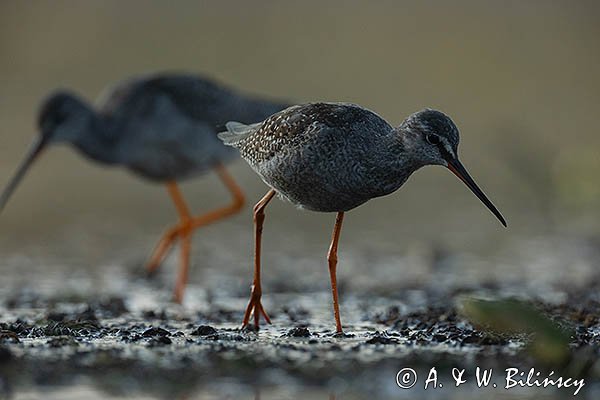 Brodziec śniady, Tringa erythropus