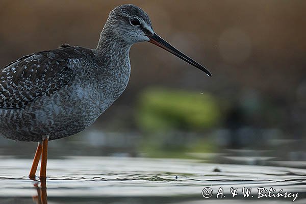 Brodziec śniady, Tringa erythropus