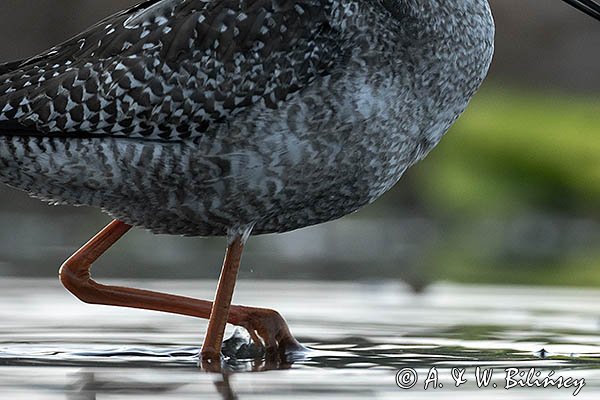 Brodziec śniady, Tringa erythropus