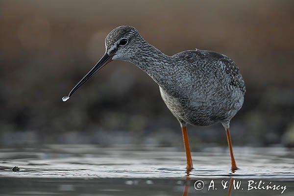 Brodziec śniady, Tringa erythropus