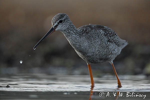 Brodziec śniady, Tringa erythropus