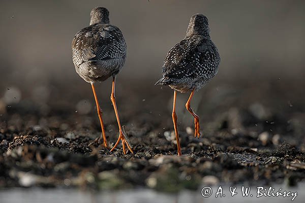 Brodziec śniady, Tringa erythropus