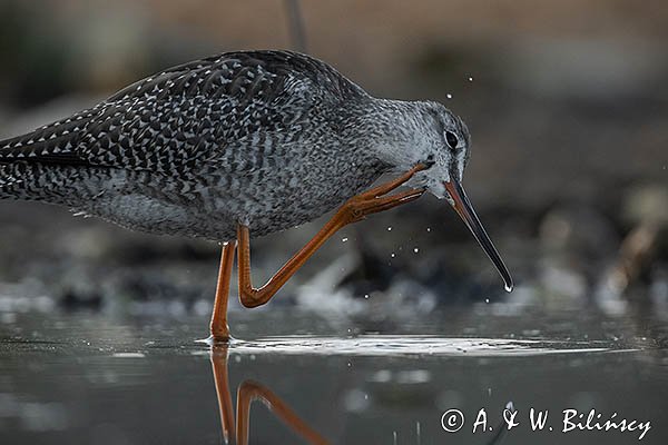 Brodziec śniady, Tringa erythropus