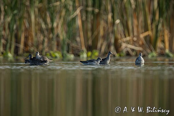 Brodziec śniady, Tringa erythropus
