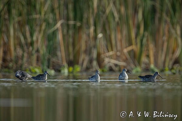 Brodziec śniady, Tringa erythropus
