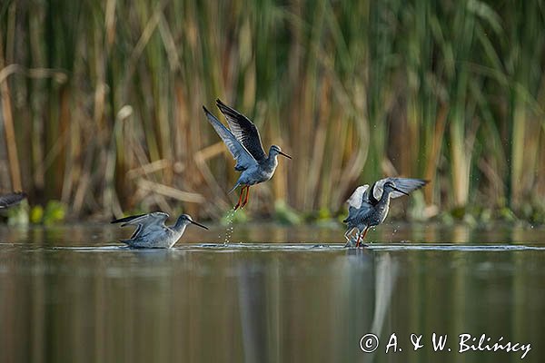 Brodziec śniady, Tringa erythropus
