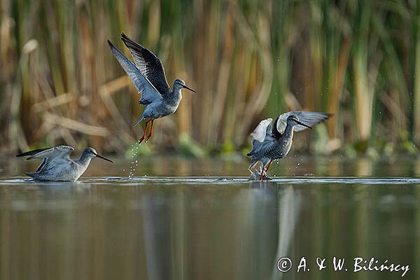 Brodziec śniady, Tringa erythropus