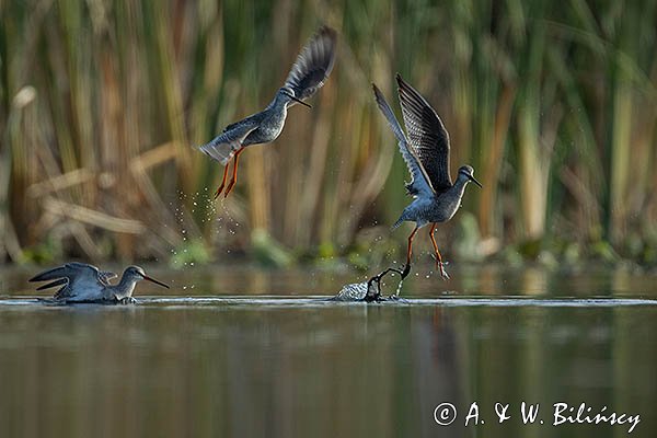 Brodziec śniady, Tringa erythropus