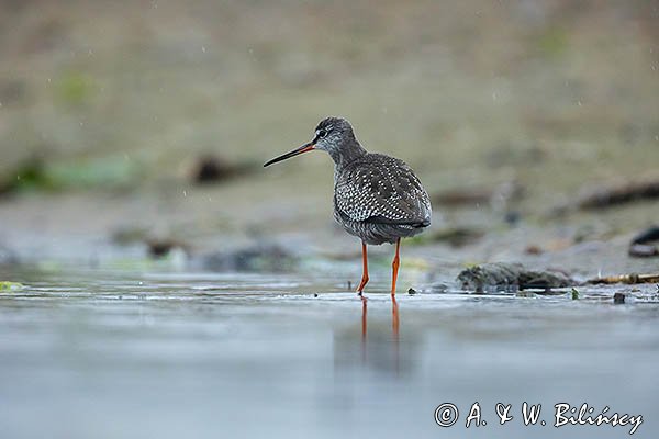 Brodziec śniady, Tringa erythropus