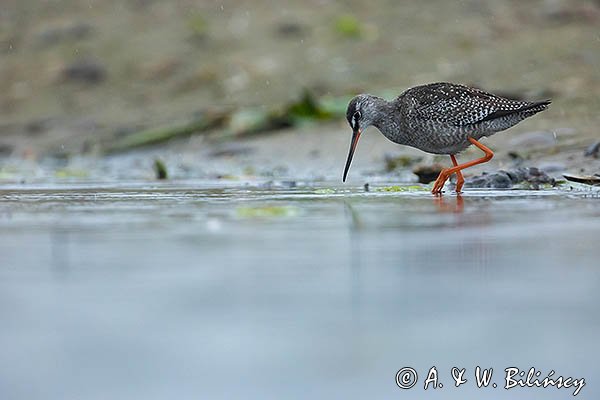Brodziec śniady, Tringa erythropus