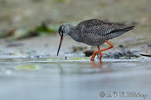 Brodziec śniady, Tringa erythropus