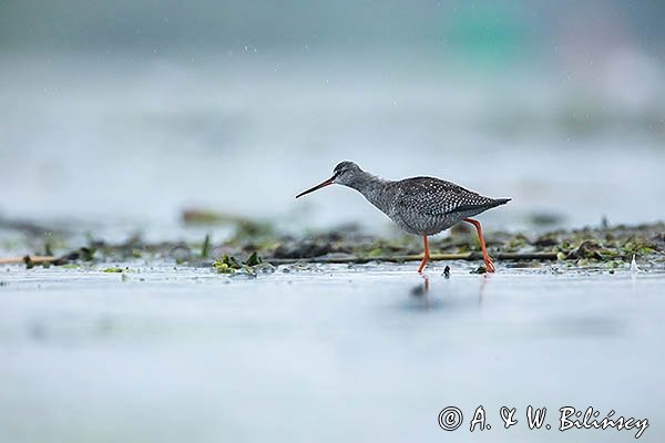Brodziec śniady, Tringa erythropus