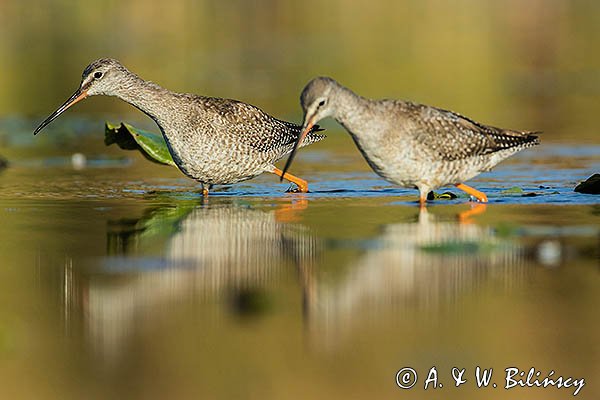 Brodziec śniady, Tringa erythropus