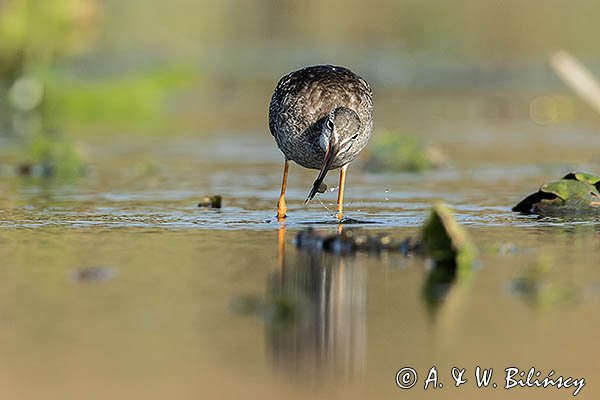 Brodziec śniady, Tringa erythropus
