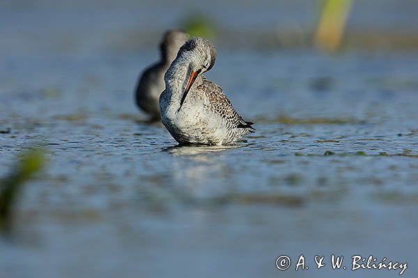 Brodziec śniady, Tringa erythropus