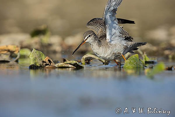 Brodziec śniady, Tringa erythropus